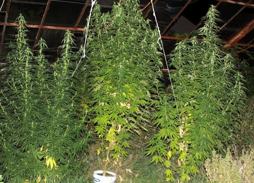 U sąsiadów: Kryminalni zlikwidowali plantację konopi. Krzewy miały 3,5 metra wysokości (foto)
