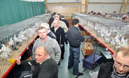Relacja z Jubileuszowej X Ciechanowskiej Wystawy Gołębi Rasowych 