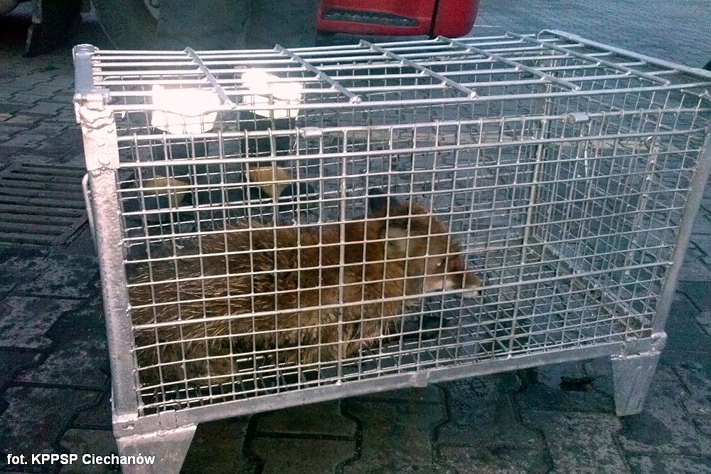 Strażacy z Ciechanowa ratowali lisa. Zwierzę utknęło w studzience przy jednym z zakładów pracy (zdję
