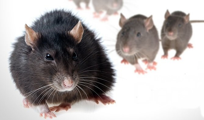 W Ciechanowie ruszyła obowiązkowa deratyzacja