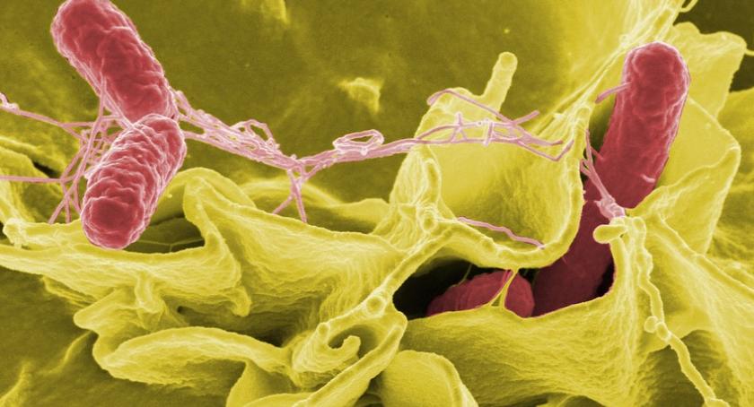 Salmonella w czekoladzie ze znanej sieci