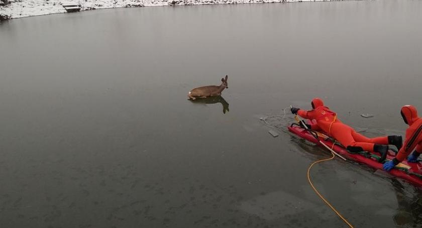 Strażacy z Ciechanowa uratowali sarnę (zdjęcia)