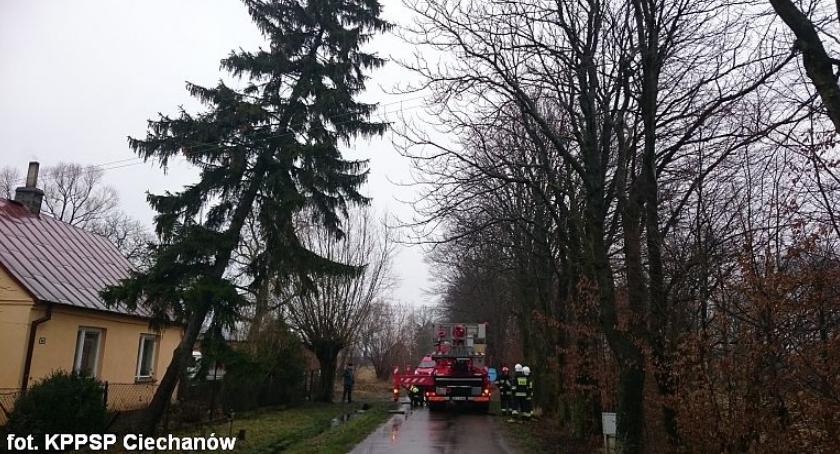 Pochylone drzewo zagrażało kierowcom (zdjęcia)