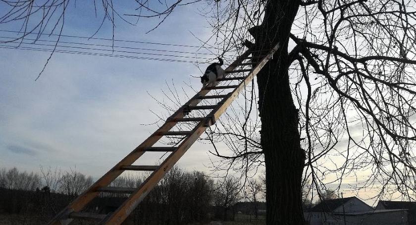 Przez dwa dni siedział na drzewie, bo bał się zejść. Pomogli mu strażacy
