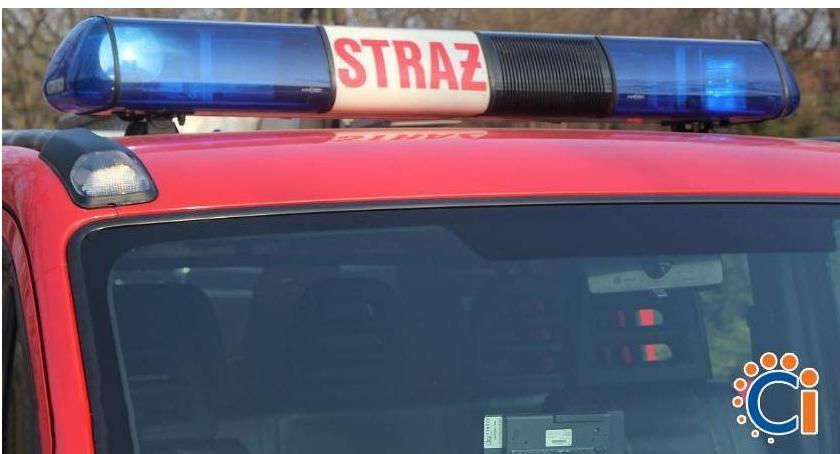 Strażacy uratowali szczeniaki. Były w foliowej torbie na zamarzniętej rzece