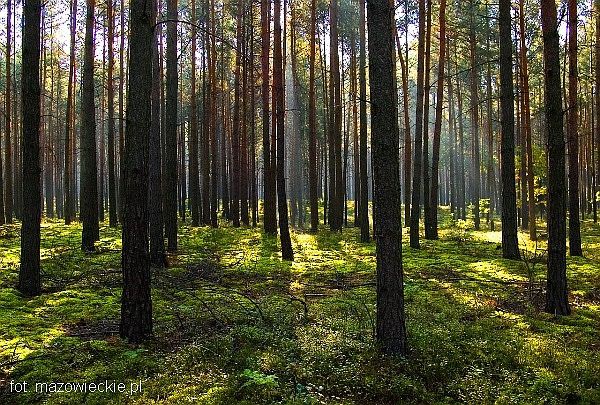 Na Mazowszu spłonęło już 200 ha lasów