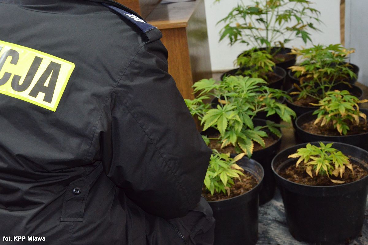 Kryminalni zlikwidowali plantację konopi. Pomógł im pies służbowy z Ciechanowa (zdjęcia)
