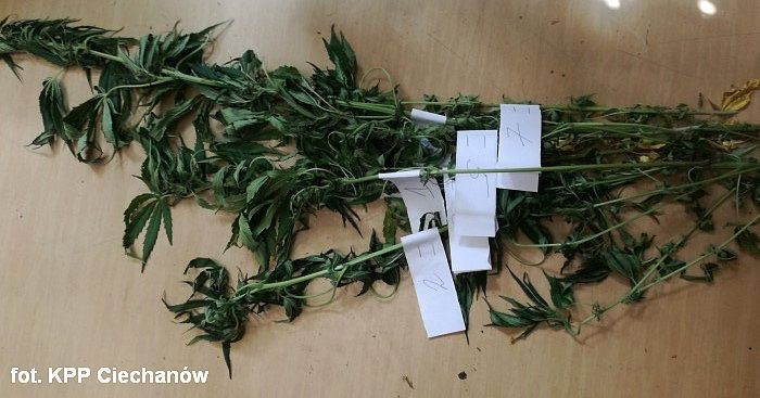 26-latek uprawiał marihuanę w ogródku i lesie
