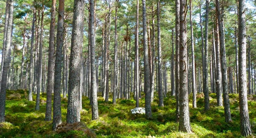 W powiecie ciechanowskim powstanie Las Dobrej Woli