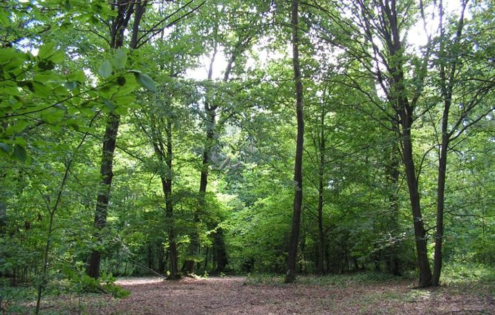 Najwyższy stopień zagrożenia pożarowego w ciechanowskich lasach. 