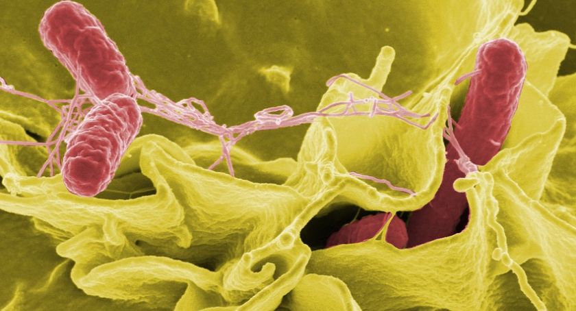 Uwaga! Salmonella w przyprawie. Nie należy jej spożywać