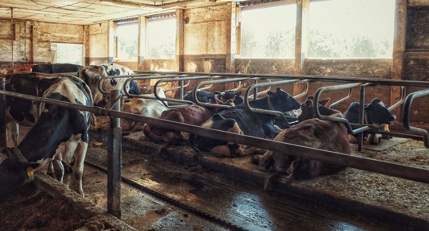 Ujawnili szkielety zwierząt. Padły przez zaniedbania?