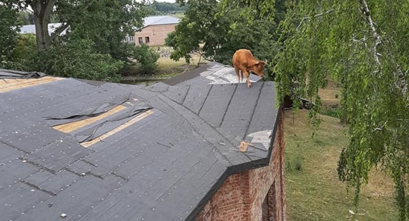 Gdy świ... krowy(!) zaczną latać, czyli OSP Sochocin i krowa na dachu