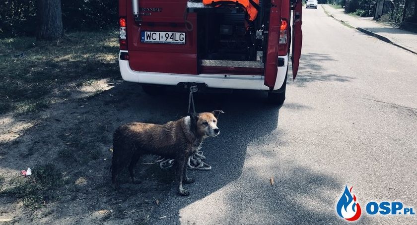 Pies utknął na rzece w Glinojecku [zdjęcia]