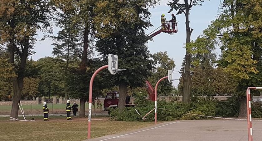Pęknięte drzewo przy szkole zagrażało uczniom [zdjęcia]