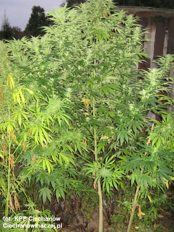 Zlikwidowano plantację konopi indyjskiej - aktualizacja