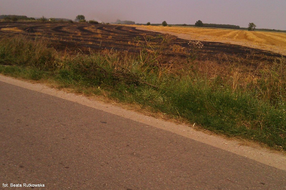 Dużo pożarów w powiecie: Płonie las, paliło się też zboże i stodoła