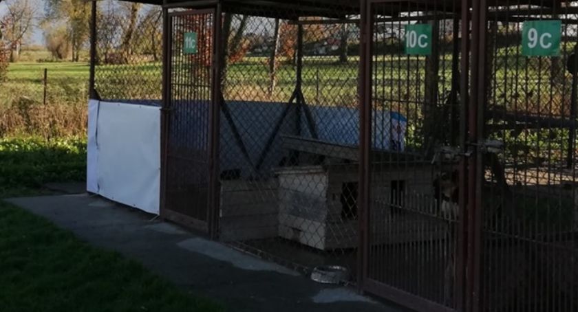 Kandydacie! Przekaż swoje banery wyborcze bezdomnym zwierzętom z Pawłowa