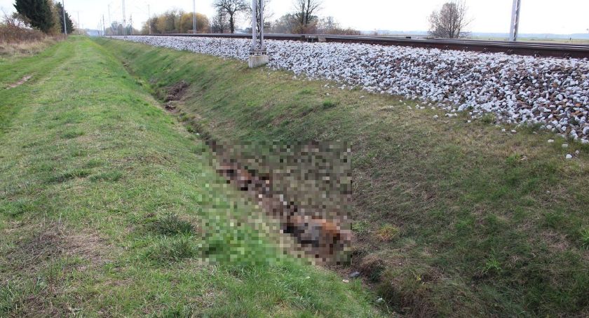 Wasze Info: W Ciechanowie przy torach od kilku dni leżą martwe dziki [Uwaga - drastyczne zdjęcia]