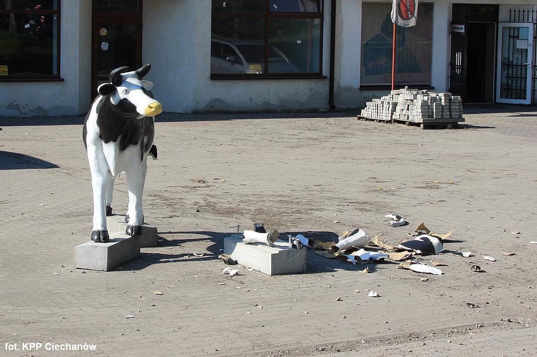 Ciechanów: Nieznani sprawcy bezlitośni dla krowy