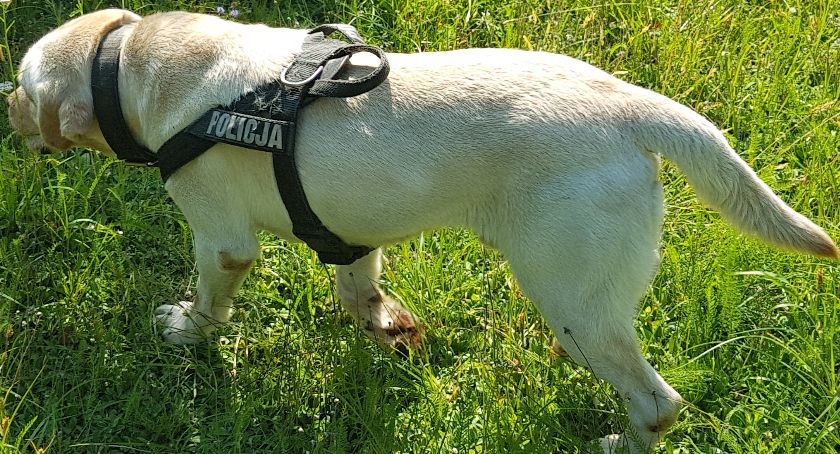 Szczęśliwy finał poszukiwań. Pies tropiący odnalazł 10-letnią ciechanowiankę