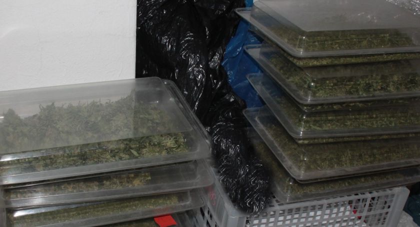 Plantacja konopi zlikwidowana pod Ciechanowem. Przejęto narkotyki warte ponad 350 tysięcy złotych [zdjęcia]