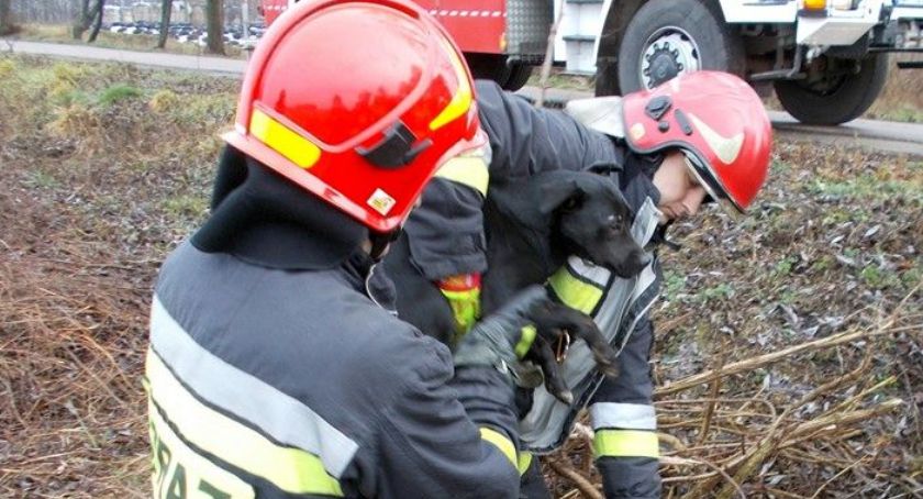Pies uwięziony w studni. Uratowali go strażacy z Ciechanowa i Ojrzenia [zdjęcia]