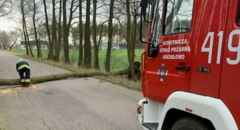 Przewrócone drzewo blokowało drogę w gminie Glinojeck