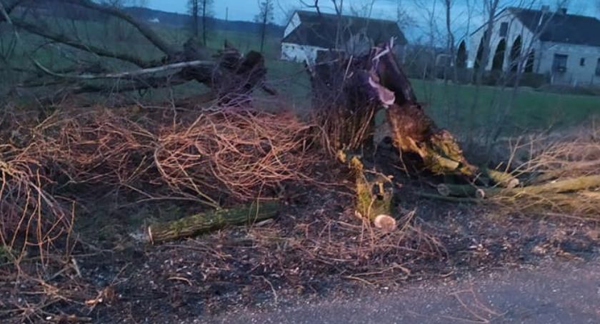 Wiatr przewracał drzewa w powiecie ciechanowskim. Jedno spadło na budynek