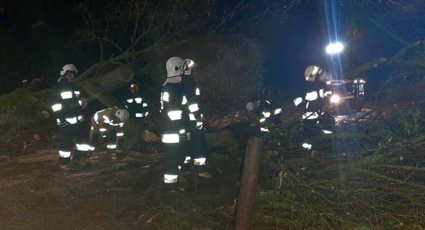 Drzewo mogło runąć na drogę powiatową pod Ciechanowem. Interweniowali strażacy [zdjęcia]
