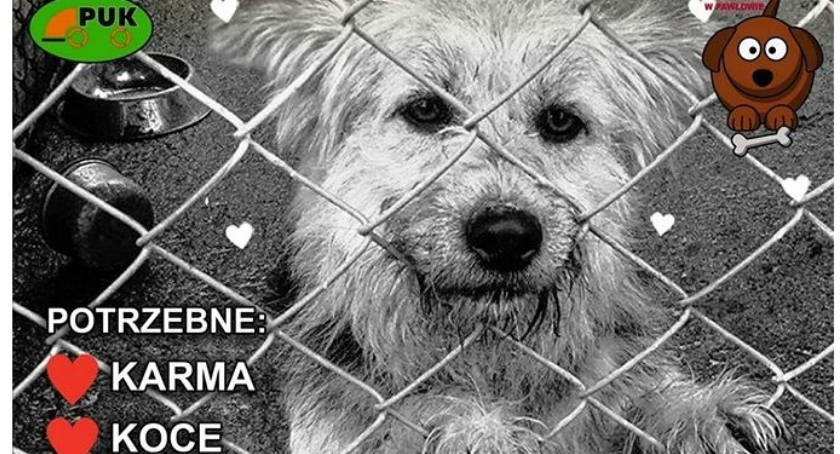 Świąteczna paka dla psiaka. Każdy może zostać św. Mikołajem
