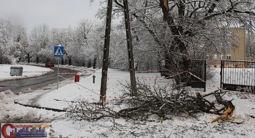Pracowita doba strażaków. Wyciągali autobus z rowu, pomagali załodze pogotowia, usuwali konary