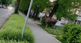 Wasze Info: Łoś biegał po ulicy Sienkiewicza [wideo]
