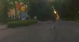 Łoś nie dał się schwytać. Mamy kolejny film z jego spaceru po Ciechanowie [wideo]