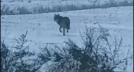 Wasze Info: Wilk w powiecie ciechanowskim [zobacz nagranie]