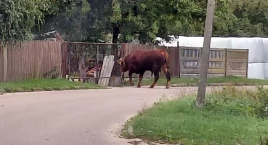 Byk spacerował po ulicy. Przestraszeni mieszkańcy we…