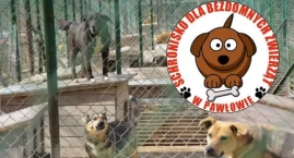 Komisja była jednogłośna. Schronisko w Pawłowie wciąż bez kierownika