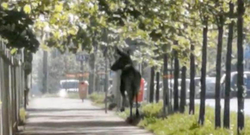 Mieszkańcy zaskoczeni. Po ulicach Torunia biegał łoś [WIDEO]