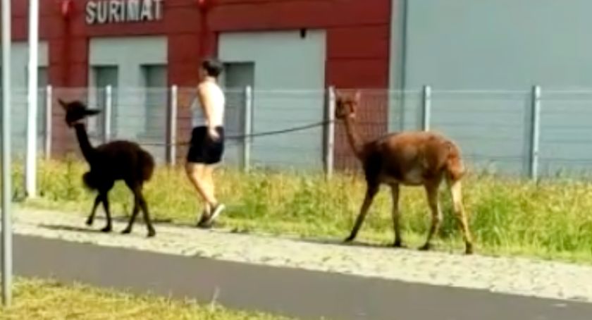 Mieszkańcy zaskoczeni. Spacer po Toruniu ze zwierzętami z Ameryki Południowej [WIDEO]