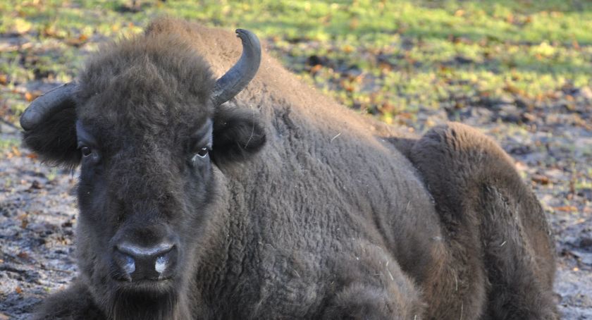 Żałoba w toruńskim ZOO. Odeszła żubrzyca Polewka…