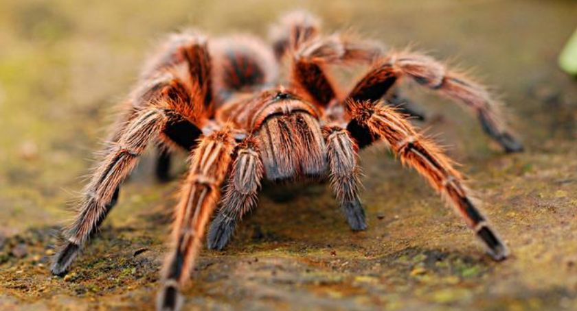 Jadowita tarantula w Toruniu. Potrzebna była interwencja doświadczonego herpetologa