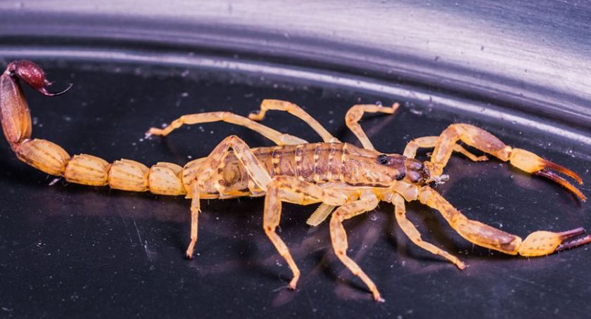 Chwile grozy w Toruniu. W galerii handlowej pojawił się jadowity skorpion