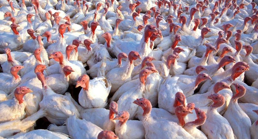 Ptasia grypa coraz bliżej Torunia. Wykryto kolejne ognisko w regionie