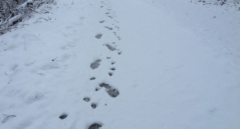 Toruńscy policjanci zatrzymali przestępcę dzięki… śladom na śniegu