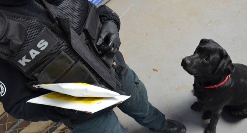 Labrador Lilou wykrył podejrzaną paczkę w firmie kurierskiej w Toruniu