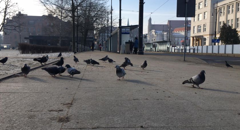 Prognoza pogody dla Torunia. Kiedy będzie cieplej? 
