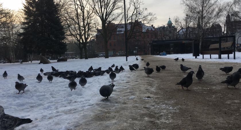 Przed nami kilka dni z zimową aurą. Kiedy poprawa pogody?
