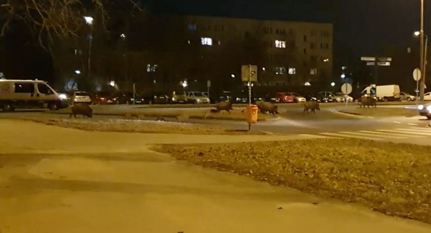 Straż miejska eskortowała stado dzików w Toruniu [WIDEO]