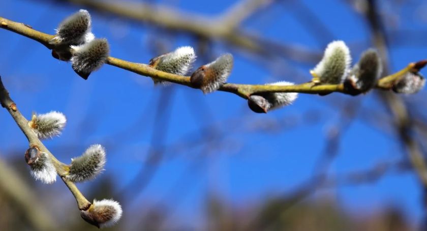 Jaka pogoda na święta? Oto prognoza synoptyków dla Torunia