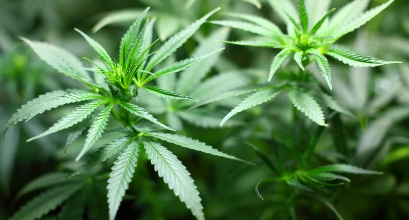 Plantacja marihuany „pod chmurką” w Toruniu